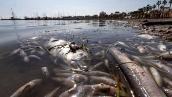 El 80% de la flora y fauna del Mar Menor muere tras la gota fría