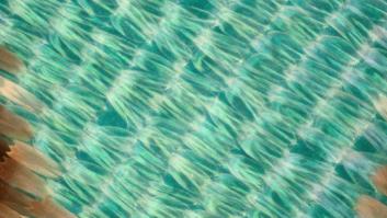 Alas de mariposa: el espectáculo de color (FOTOS)