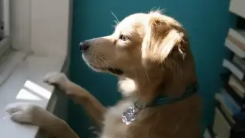 Cómo preparar a tu perro para tu vuelta a la oficina