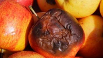 ¿Es verdad eso de que una manzana podrida echa a perder el cesto?