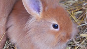 Jaque mate a la enfermedad mortal de conejos