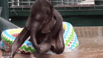 ¿Qué hace un elefante cuando pasa calor? Lo mismo que tú: bañarse en una piscina hinchable