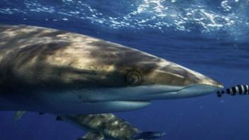 Un tiburón muerde a un bañista en una playa de Arenales (Elche)