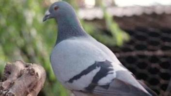 León, Paloma, Delfín, Alondra o Delfina, los nombres de animales más habituales