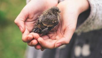 ¿Cómo actuar si te encuentras un pájaro herido?