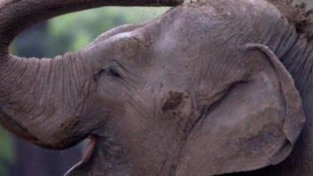 Netflix coloca de forma accidental subtítulos de un humorista en un documental de animales