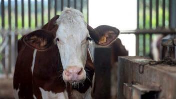 El artista holandés que convierte animales muertos en drones