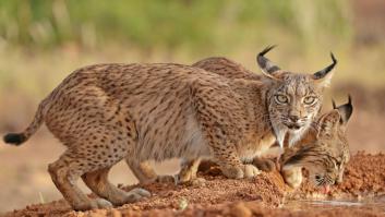 El gran momento de linces, lobos y osos, los reyes de la fauna ibérica