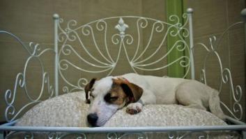 Alojamientos para ir con perros