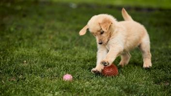 El perro 'Chui' hace historia en la Cruz Roja