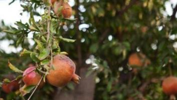 'Operación púnica': por qué se llama así