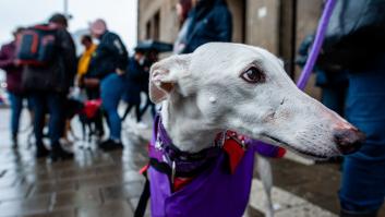 Una enmienda del PSOE a la ley de Bienestar Animal provoca tensión en la coalición