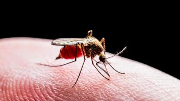 Caballos y mosquitos: el virus del valle del Guadalquivir