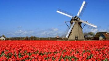 Todo por un tulipán... hasta que la burbuja estalló