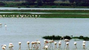 La Justicia europea condena a España por no proteger adecuadamente Doñana
