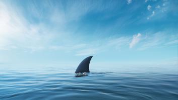 Aparecen tiburones en la playa de La Concha y obligan a colocar la bandera amarilla