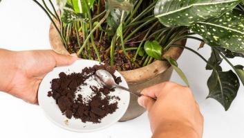 Cómo reutilizar los posos del café: 8 formas de aprovecharlos (FOTOS)