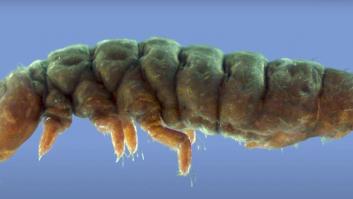 Una criatura "fantasma" antártica ha sobrevivido a 30 edades de hielo