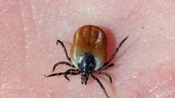 Garrapatas y enfermedades infecciosas: así se produce el contagio