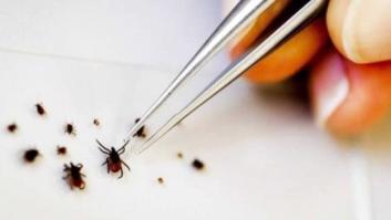 Garrapatas: qué hacer si te pican y cómo evitarlas