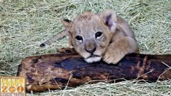 Las fotos de la curiosa cría de tigre albino nacida en un zoo de Texas