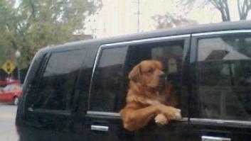 El oso más triste del mundo vive en un centro comercial de China