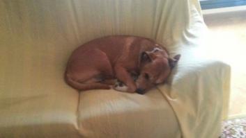 El TSJM no admite a trámite la querella contra el consejero de Sanidad por el sacrifico de Excálibur