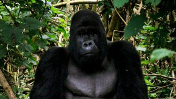 La caza ilegal lleva los grandes simios al borde de la extinción