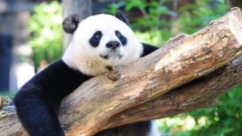 Los pandas ya no están en peligro de extinción, según UICN