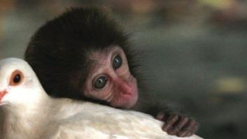 Amistades increíbles entre animales