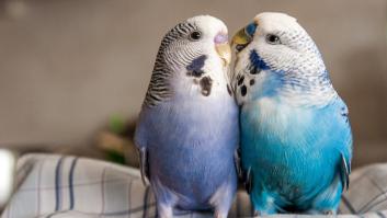 Nadie te va a quitar el periquito ni el hámster: desmontando el bulo más absurdo sobre la Ley Animal