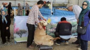 La petición de PACMA coincidiendo con la Fiesta del Sacrificio musulmana