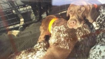 Julia Otero denuncia la inacción de los Mossos tras encontrar a tres perros encerrados