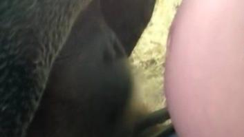 Te vas a derretir con el beso de este orangután a un embarazada