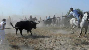 Los defensores del Toro de la Vega no descartan matar al animal pese a la prohibición
