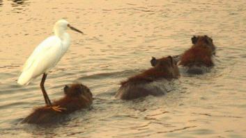 Los dos minutos de vendaval de diputada del PSOE: "¿Saben cómo funciona esta Cámara?"