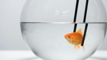 ¿Cuánto darías por salvar a tu mascota? Esto es lo que pagó una mujer por su pez