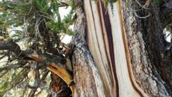 Estas son algunas de las cosas vivas más viejas del Planeta