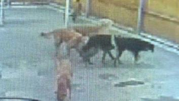 Intoxicados por ingerir heroína los perros de una guardería de Denver