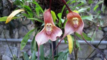 Flores que parecen otra cosa
