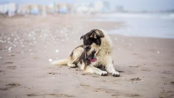Una veterinaria advierte del problema tras los lametones de los perros a sus patas: no es una manía