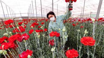 Así combaten las flores el calentamiento global