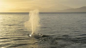 En busca de los gigantes del Golfo de California
