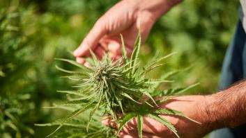 Intoxicados por cannabis dos clientes tras comer en un restaurante de Mungia