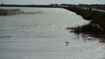 La laguna del Mar Menor, al borde de una nueva catástrofe medioambiental