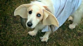 Ideas para disfrazarse por Halloween en familia