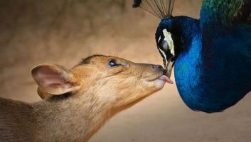 15 imágenes maravillosas del concurso de fotografía de Sony