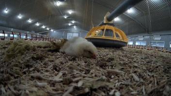 Un gran avance en el bienestar animal en España