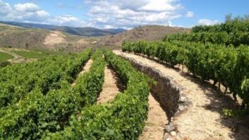 El renacer de la godello de Valdeorras