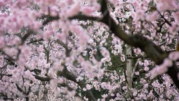 Primavera en Madrid: la floración de los almendros en la Quinta de los Molinos